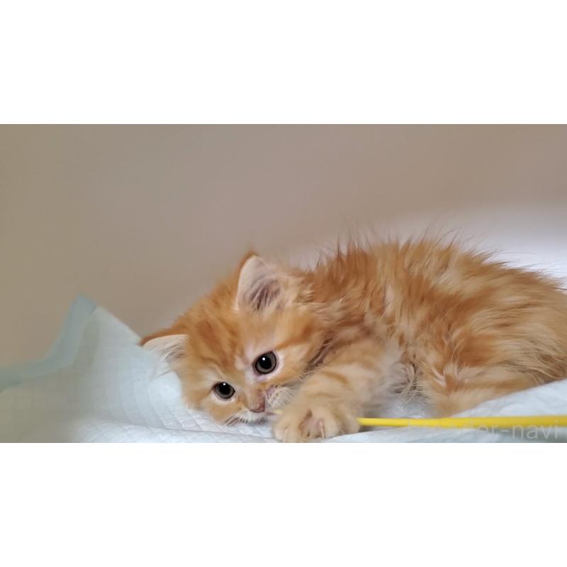 販売中の大阪府のマンチカン-131925の6枚目