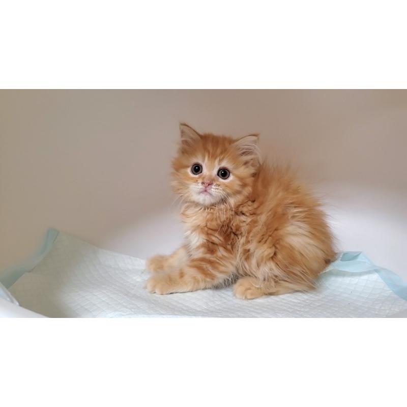 販売中の大阪府のマンチカン-131925の5枚目