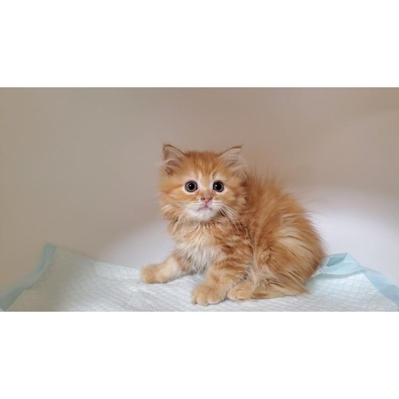 販売中の大阪府のマンチカン-131925の4枚目