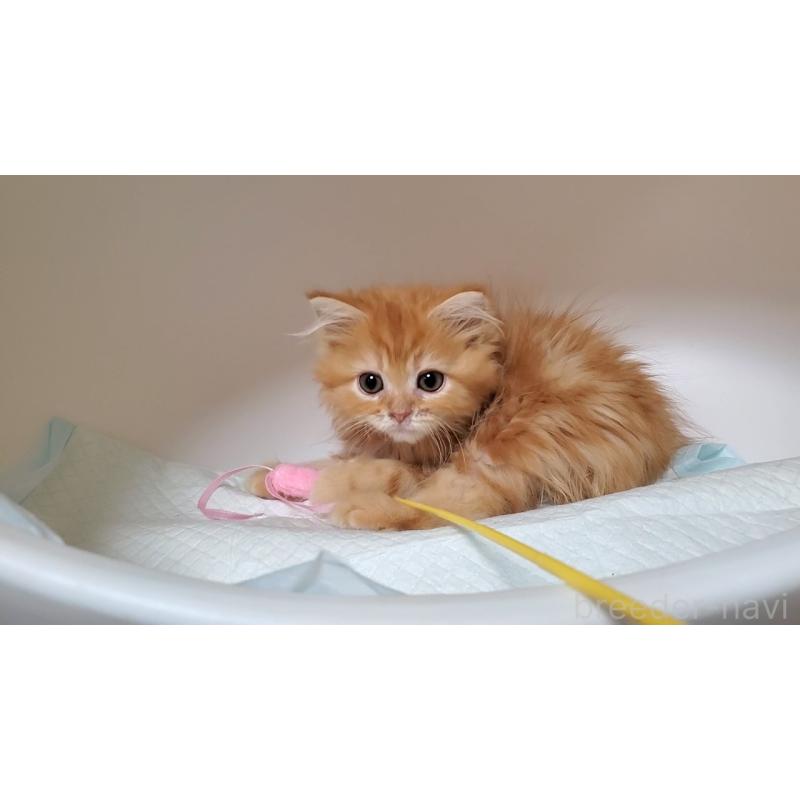 販売中の大阪府のマンチカン-131925の3枚目