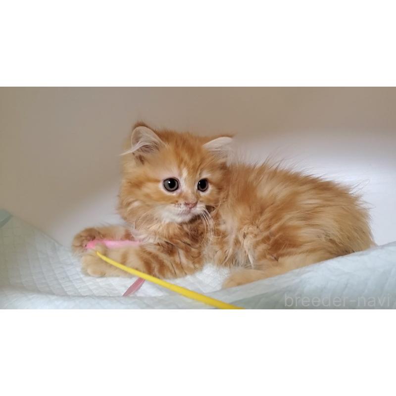 販売中の大阪府のマンチカン-131925の2枚目