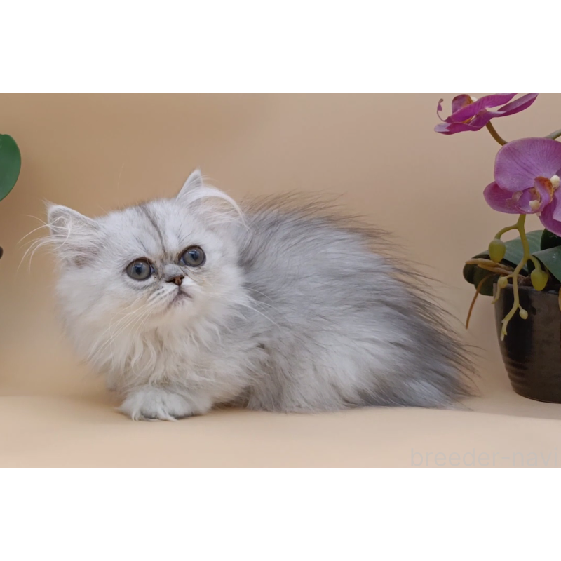 販売中の奈良県のペルシャ-131926の5枚目