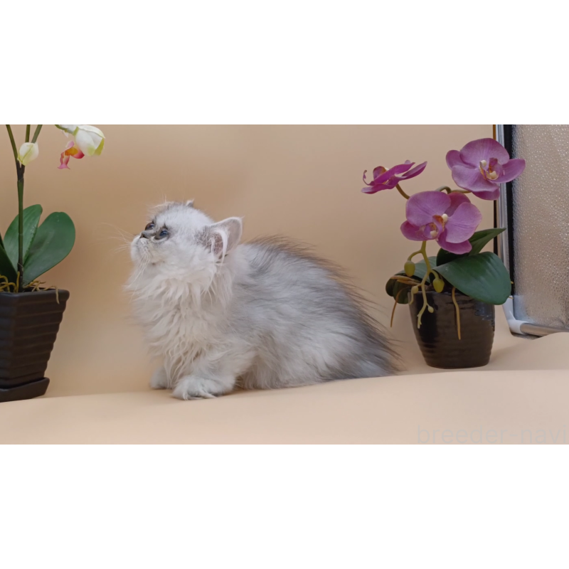 販売中の奈良県のペルシャ-131926の4枚目