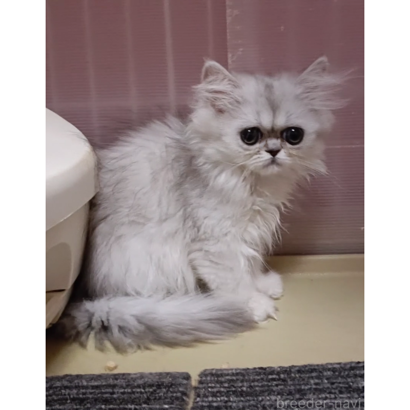 販売中の奈良県のペルシャ-131926の3枚目