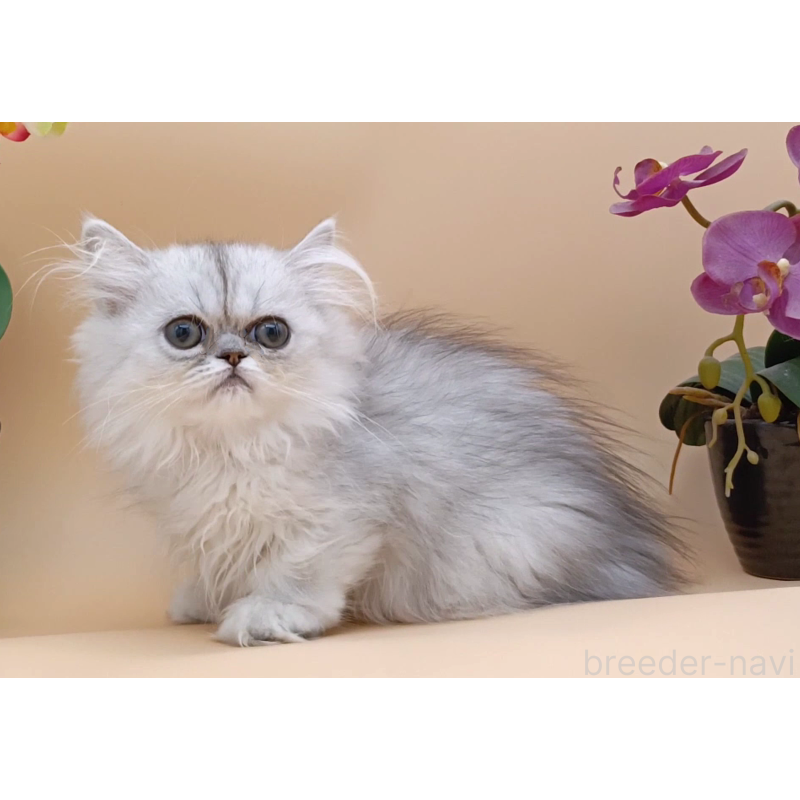 販売中の奈良県のペルシャ-131926の2枚目