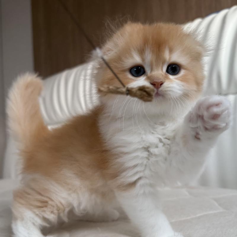 販売中の福岡県のスコティッシュフォールド(折れ耳)-131486の12枚目