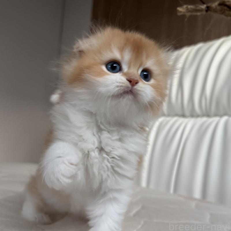 販売中の福岡県のスコティッシュフォールド(折れ耳)-131486の11枚目