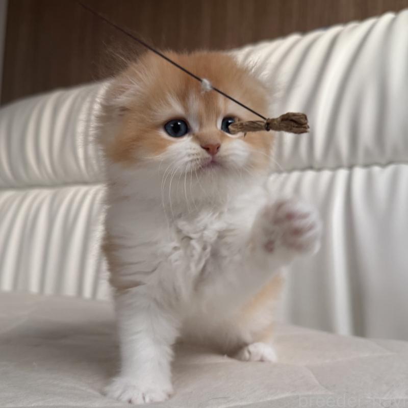 販売中の福岡県のスコティッシュフォールド(折れ耳)-131486の10枚目