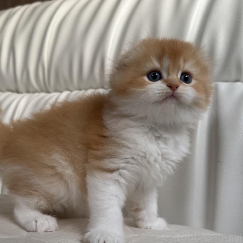 販売中の福岡県のスコティッシュフォールド(折れ耳)-131486の9枚目