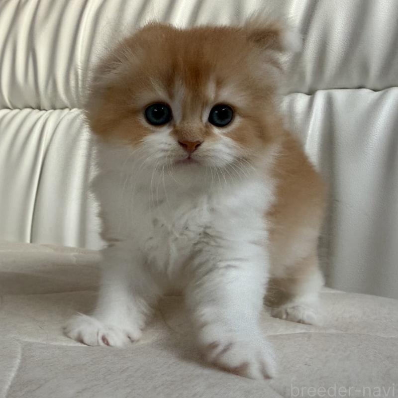 販売中の福岡県のスコティッシュフォールド(折れ耳)-131486の8枚目