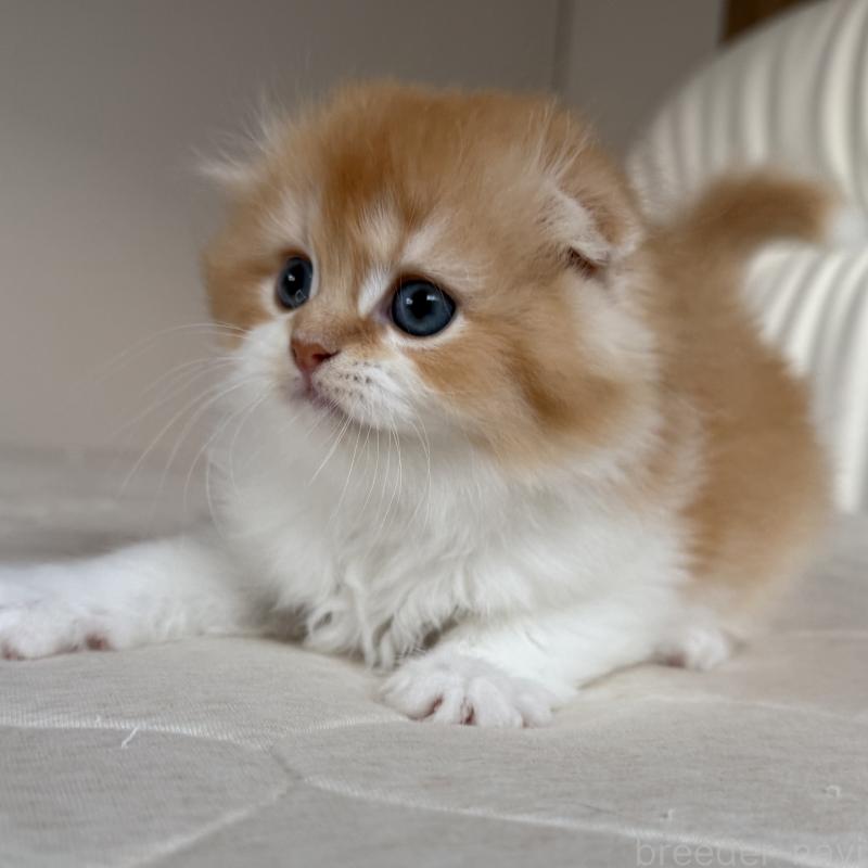 販売中の福岡県のスコティッシュフォールド(折れ耳)-131486の7枚目