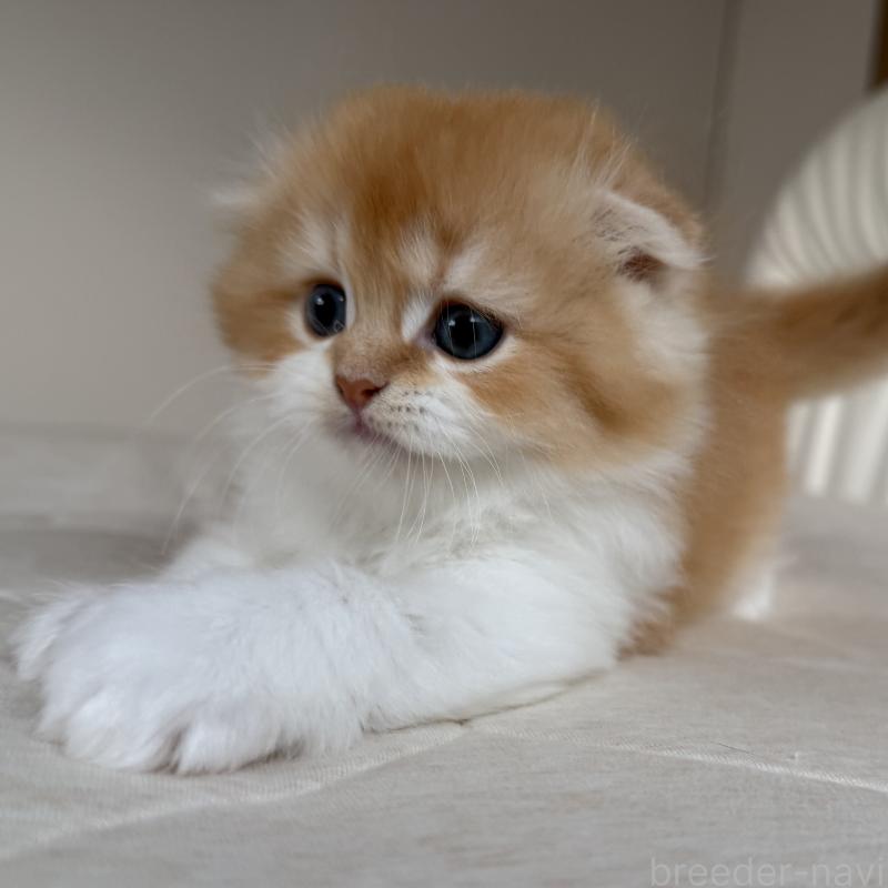 販売中の福岡県のスコティッシュフォールド(折れ耳)-131486の6枚目