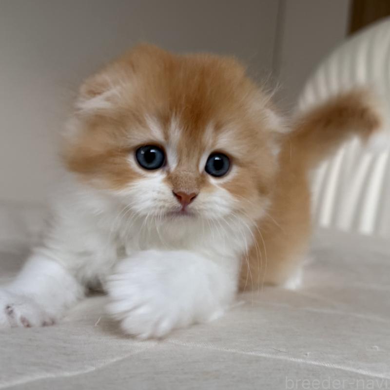 販売中の福岡県のスコティッシュフォールド(折れ耳)-131486の5枚目