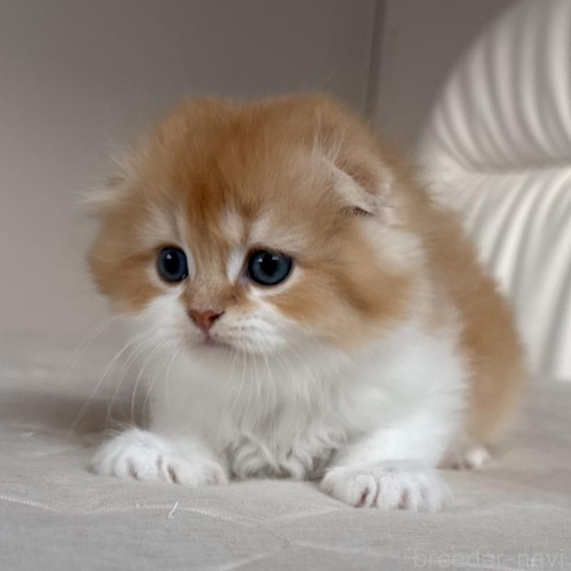 販売中の福岡県のスコティッシュフォールド(折れ耳)-131486の4枚目