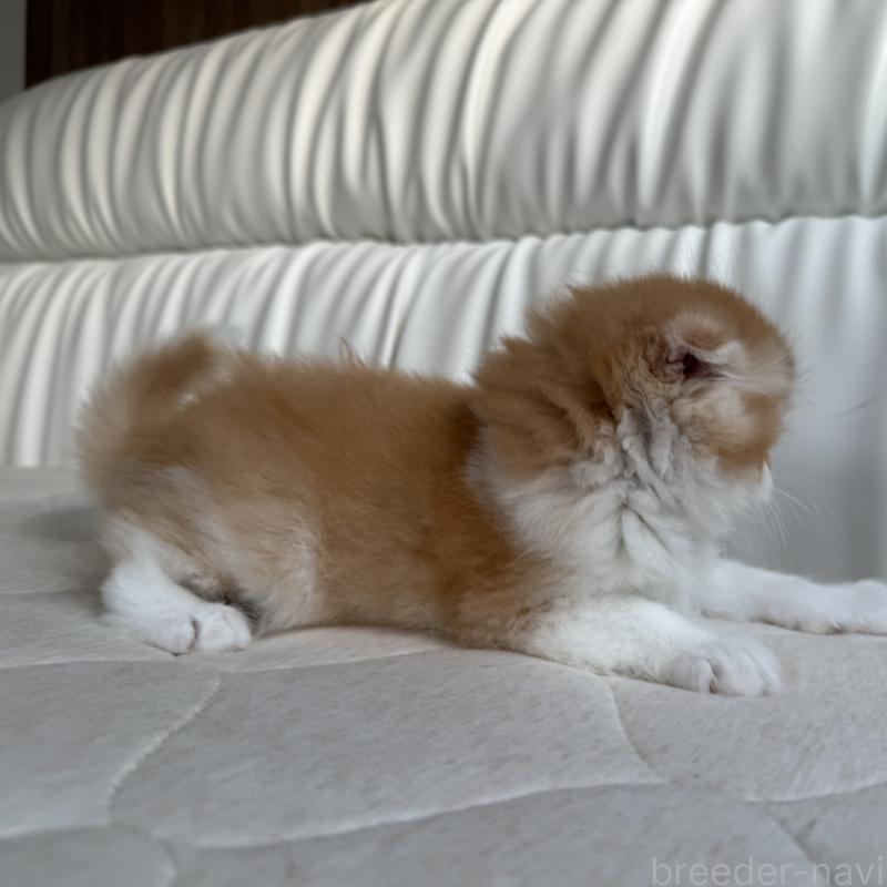 販売中の福岡県のスコティッシュフォールド(折れ耳)-131486の3枚目