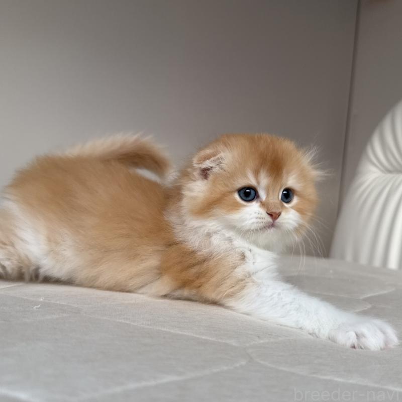 販売中の福岡県のスコティッシュフォールド(折れ耳)-131486の2枚目