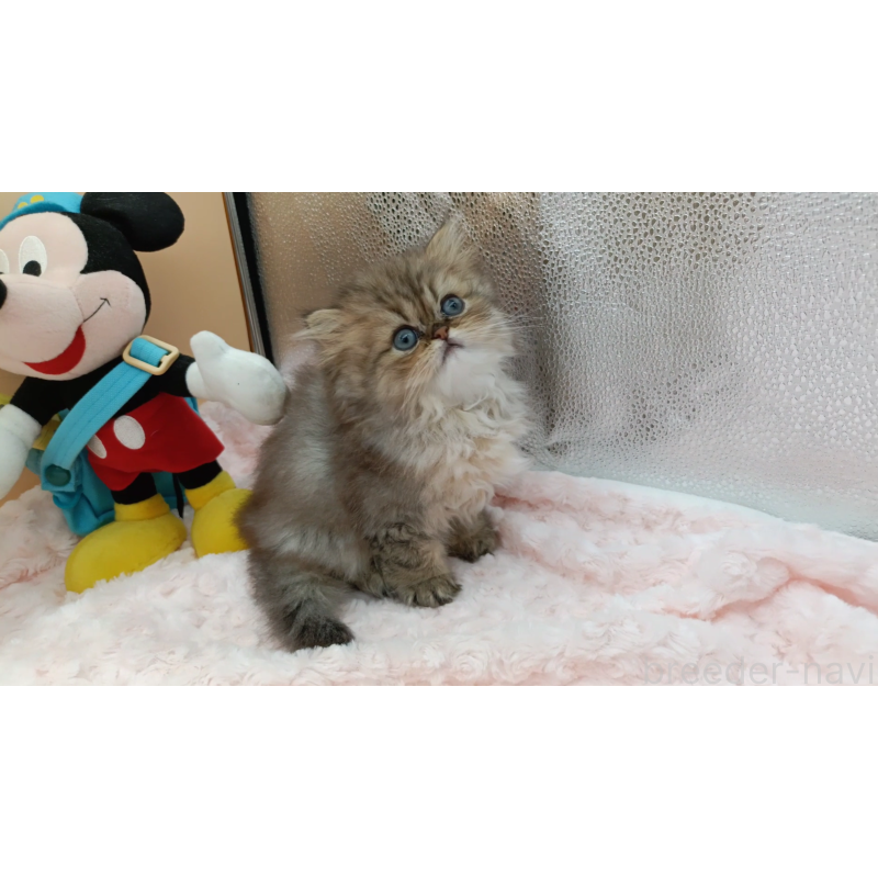 販売中の奈良県のペルシャ(チンチラ)-131927の6枚目