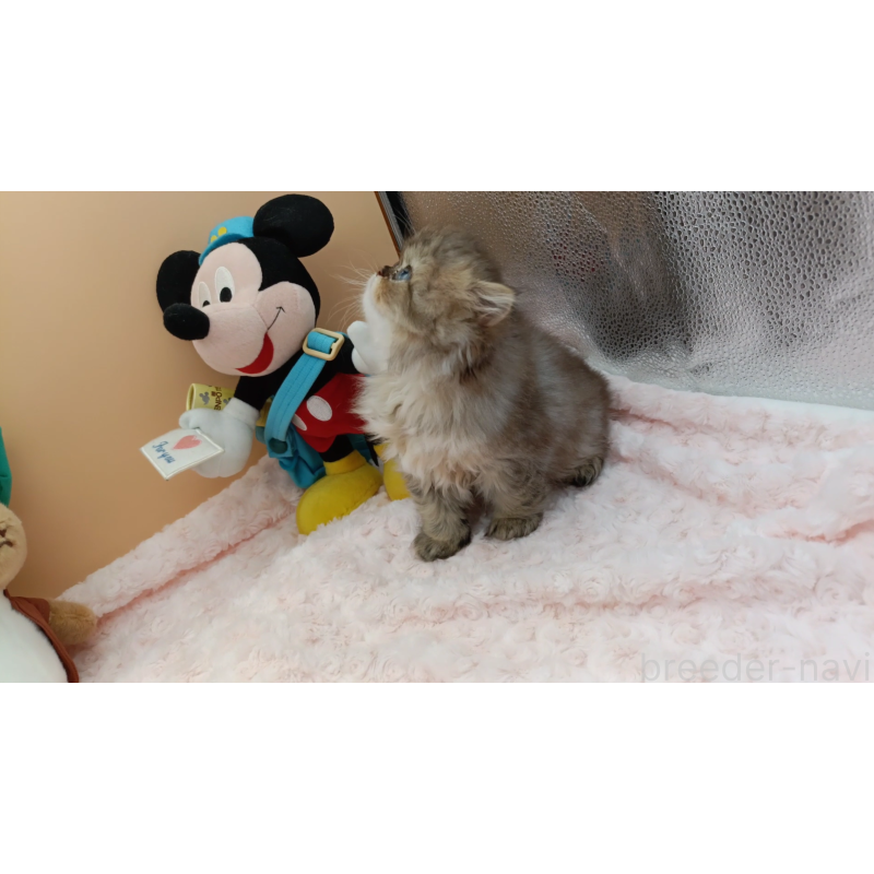 販売中の奈良県のペルシャ(チンチラ)-131927の5枚目