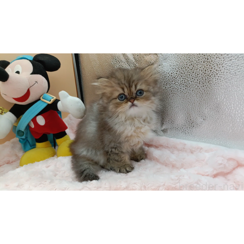 販売中の奈良県のペルシャ(チンチラ)-131927の4枚目