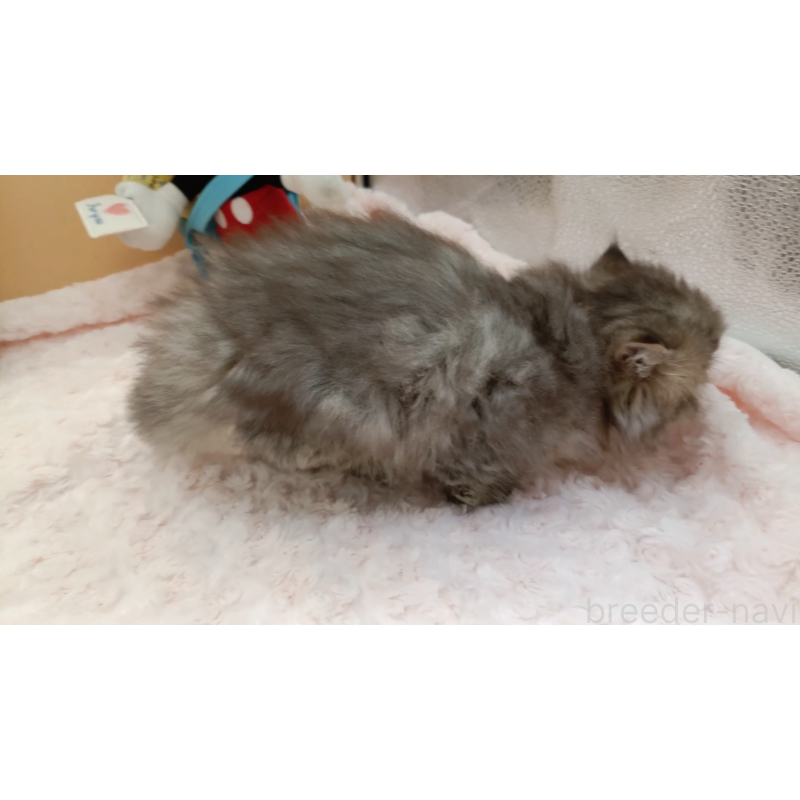 販売中の奈良県のペルシャ(チンチラ)-131927の3枚目