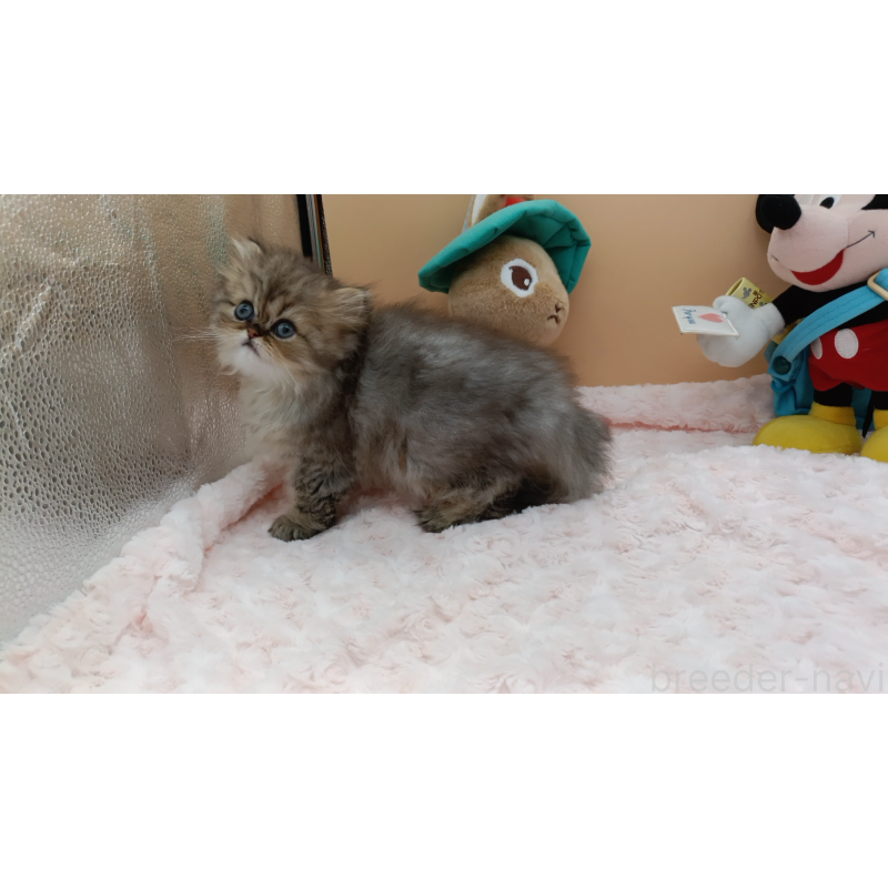 販売中の奈良県のペルシャ(チンチラ)-131927の2枚目