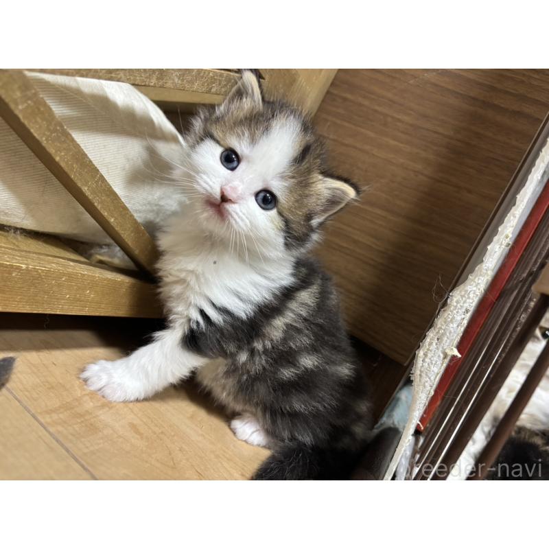 販売中の兵庫県のノルウェージャンフォレストキャット-131928の4枚目