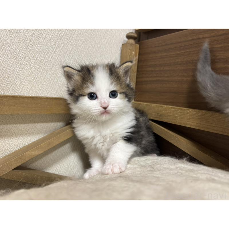 販売中の兵庫県のノルウェージャンフォレストキャット-131928の3枚目