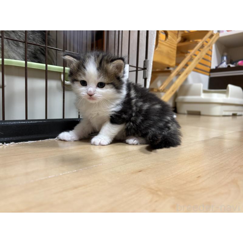 販売中の兵庫県のノルウェージャンフォレストキャット-131928の2枚目