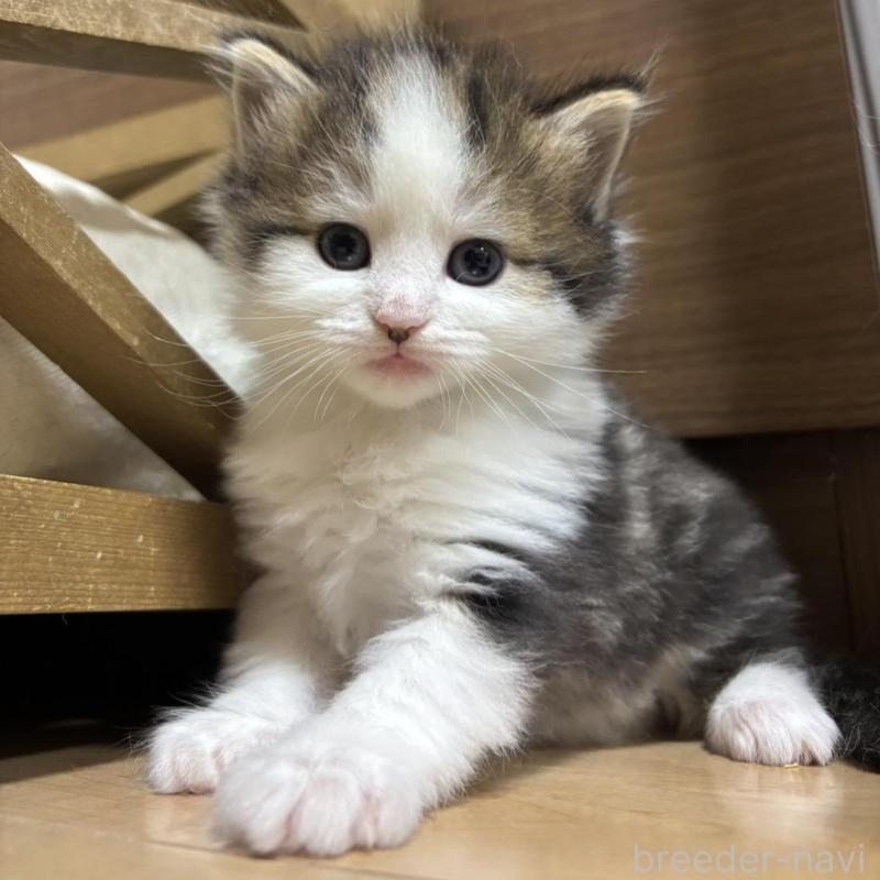 販売中の兵庫県のノルウェージャンフォレストキャット-131928の1枚目