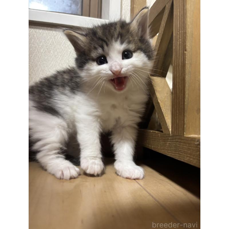 販売中の兵庫県のノルウェージャンフォレストキャット-131929の6枚目