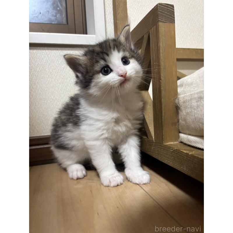 販売中の兵庫県のノルウェージャンフォレストキャット-131929の5枚目