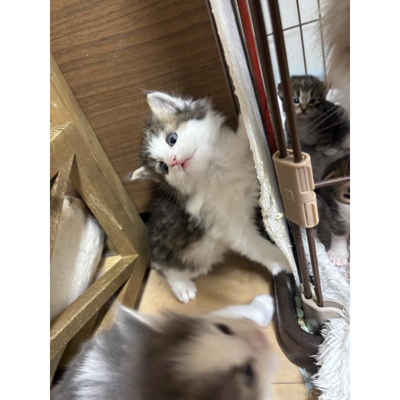 販売中の兵庫県のノルウェージャンフォレストキャット-131929の4枚目