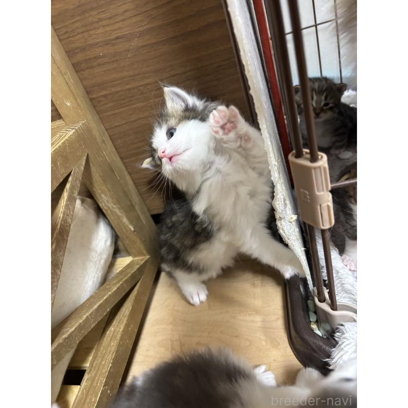 販売中の兵庫県のノルウェージャンフォレストキャット-131929の3枚目