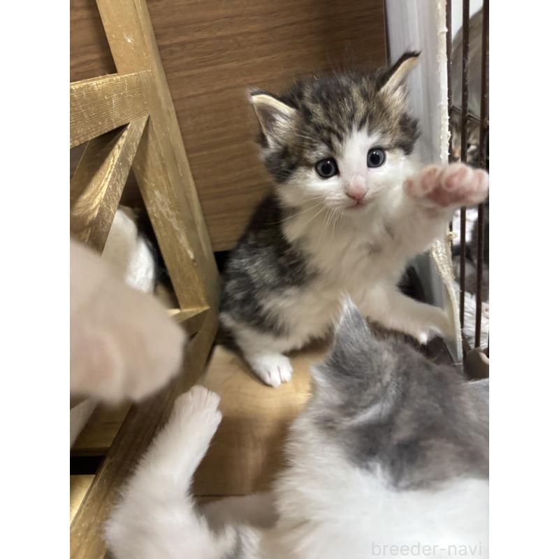 販売中の兵庫県のノルウェージャンフォレストキャット-131929の2枚目