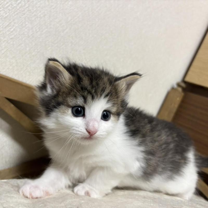 販売中の兵庫県のノルウェージャンフォレストキャット-131929