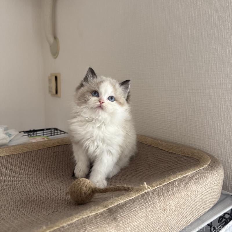 販売中の福岡県のラグドール-130333