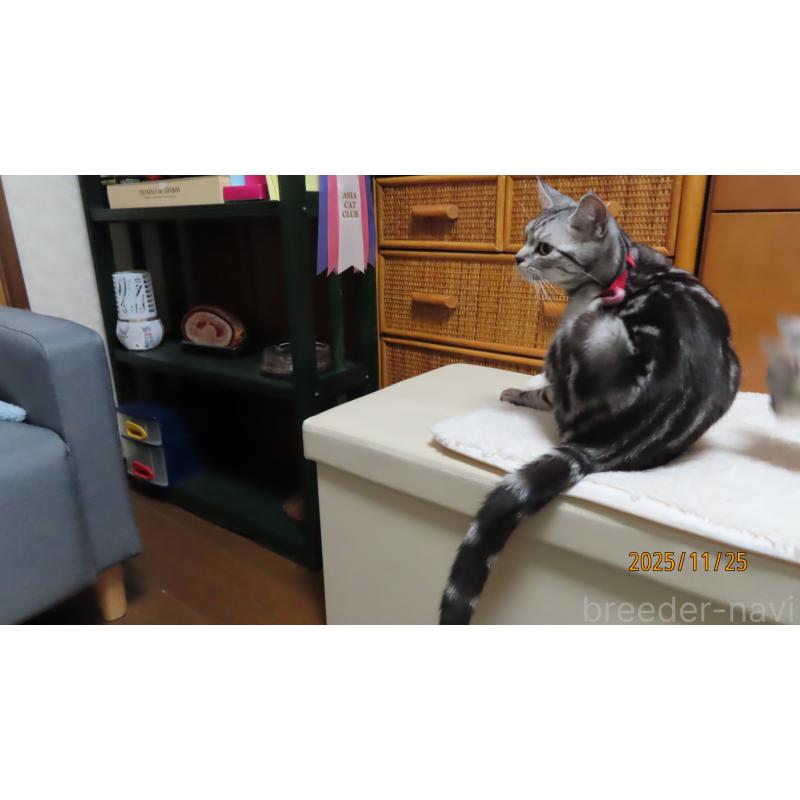 成約済の長野県のアメリカンショートヘア-119667の2枚目