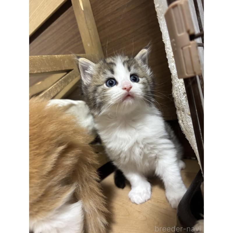 販売中の兵庫県のノルウェージャンフォレストキャット-131930の4枚目