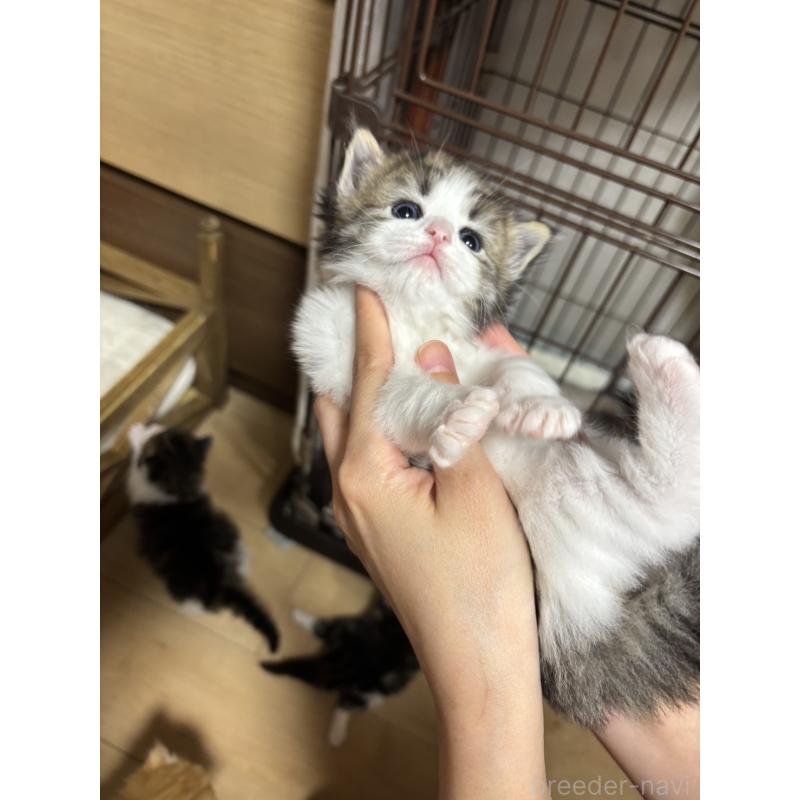 販売中の兵庫県のノルウェージャンフォレストキャット-131930の3枚目