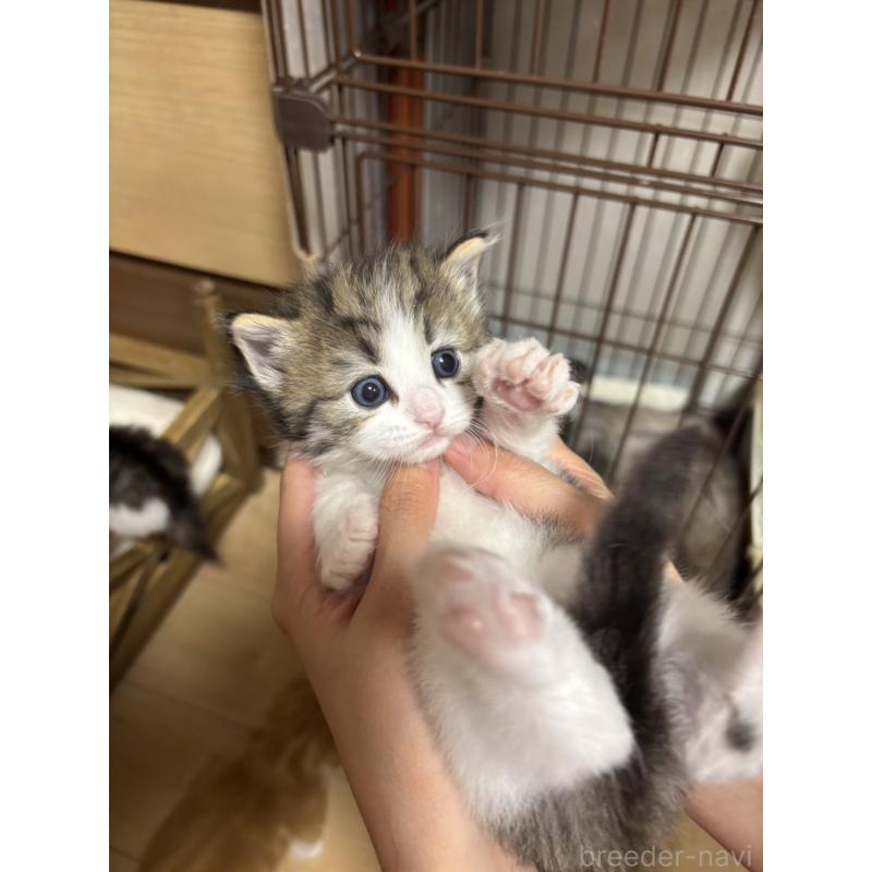 販売中の兵庫県のノルウェージャンフォレストキャット-131930の2枚目