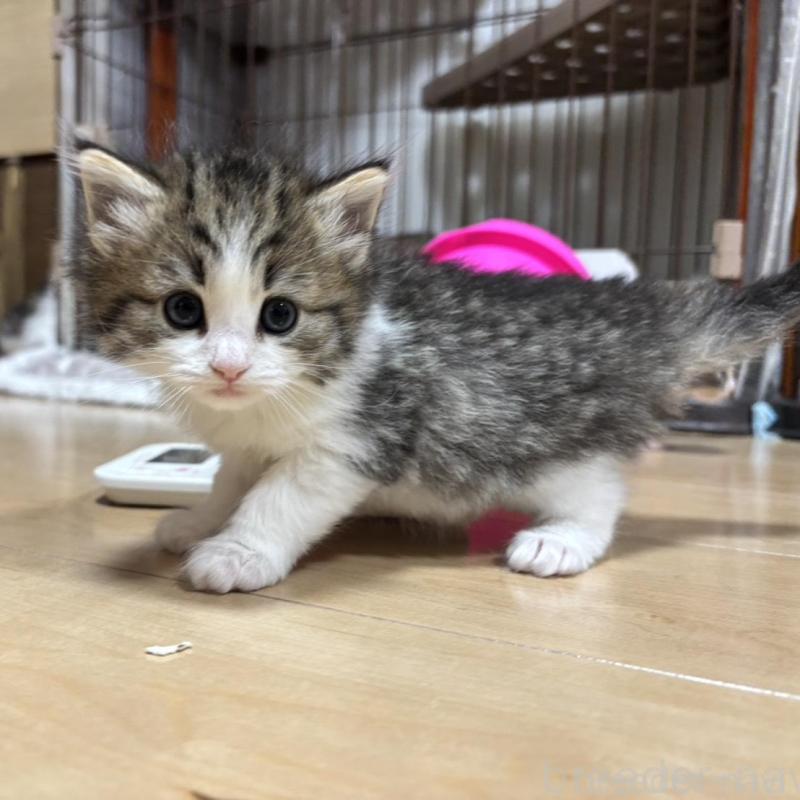 販売中の兵庫県のノルウェージャンフォレストキャット-131930の1枚目