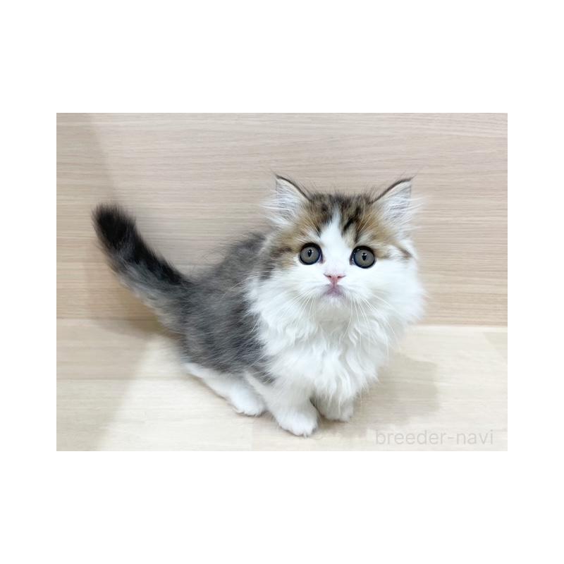 販売中の東京都のミヌエット(短足)-131932の4枚目