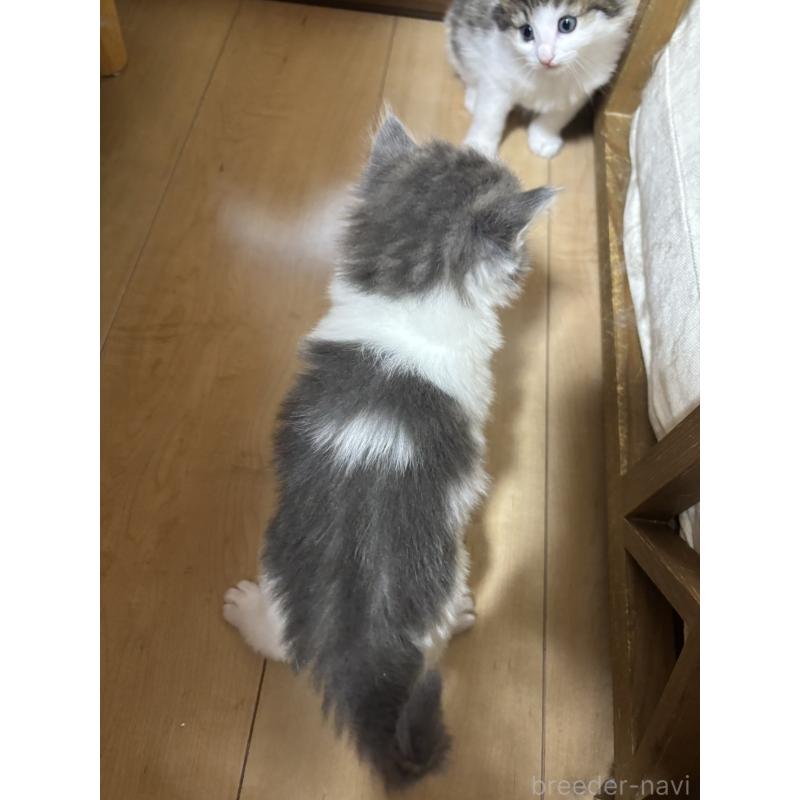 販売中の兵庫県のノルウェージャンフォレストキャット-131931の4枚目