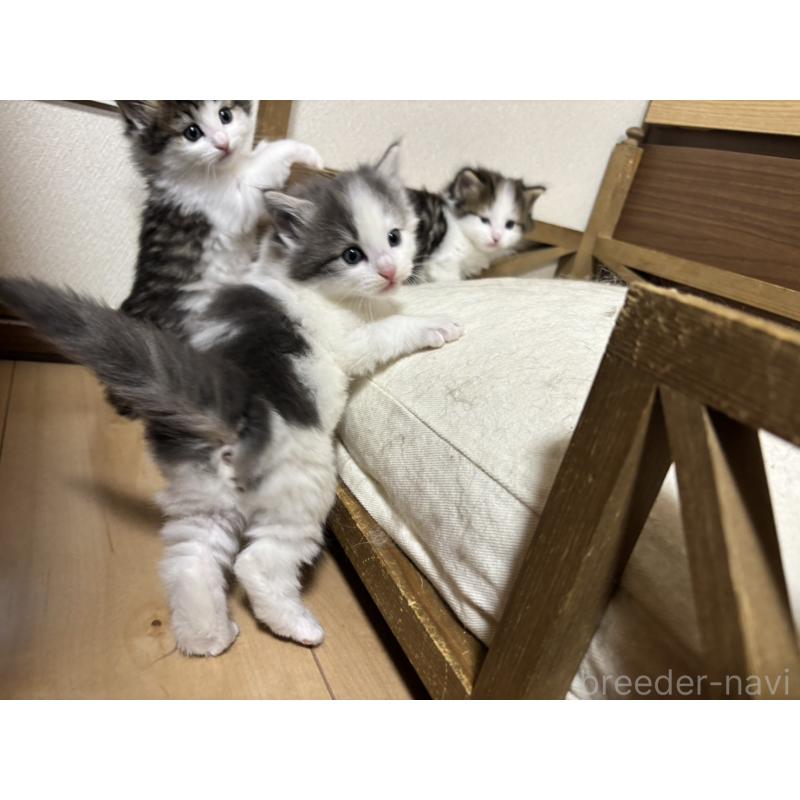販売中の兵庫県のノルウェージャンフォレストキャット-131931の3枚目