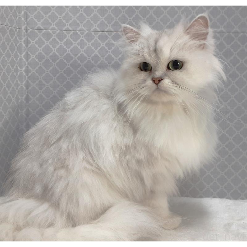 成約済の岐阜県のペルシャ(チンチラ)-131477の4枚目