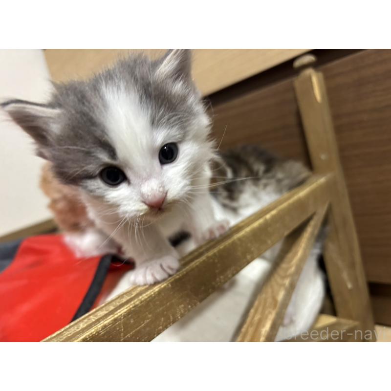 販売中の兵庫県のノルウェージャンフォレストキャット-131931の2枚目