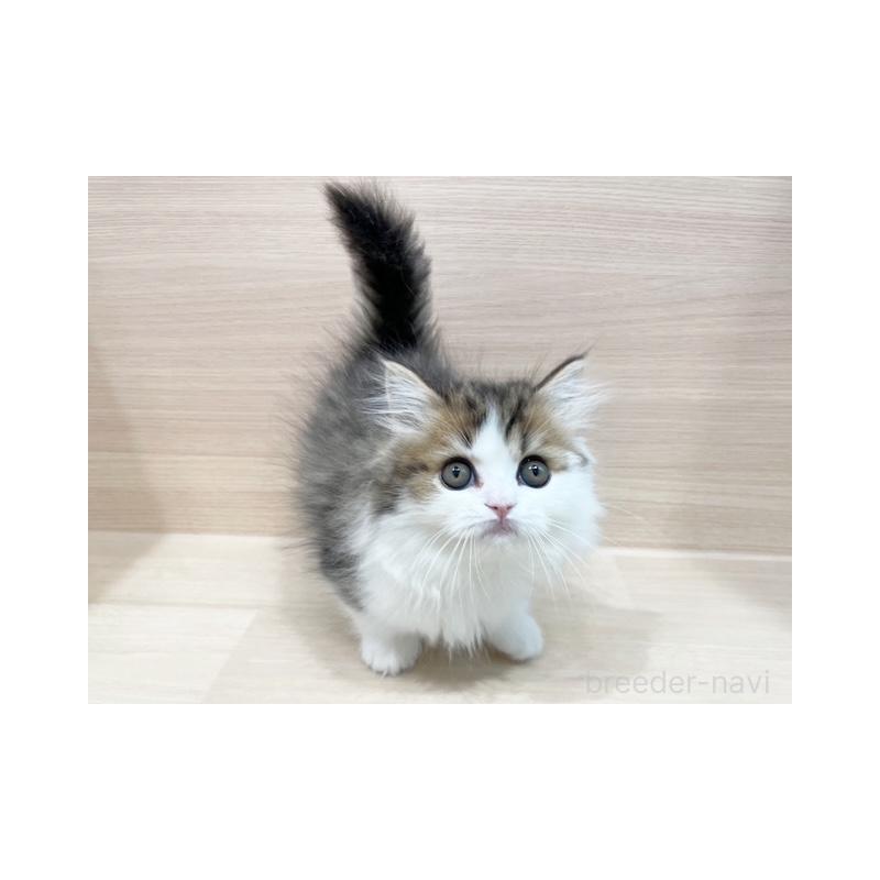 販売中の東京都のミヌエット(短足)-131932の2枚目