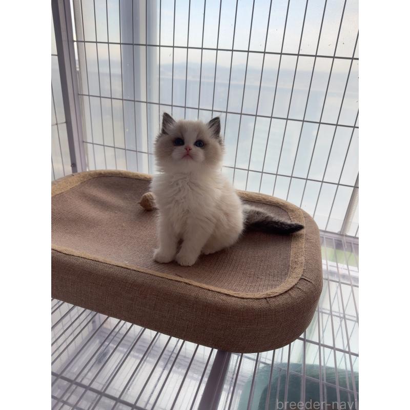 販売中の福岡県のラグドール-130334