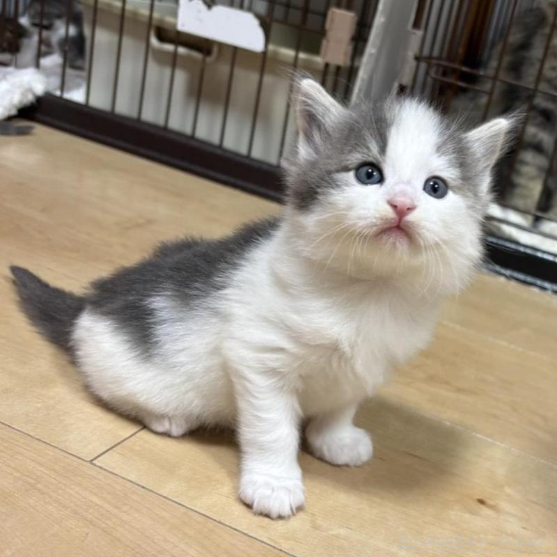 販売中の兵庫県のノルウェージャンフォレストキャット-131931