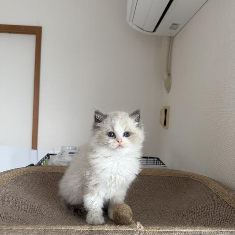 販売中の福岡県のラグドール-131397